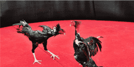 Thomo cockfighting - The Ultimate Entertainment Experience at SV388