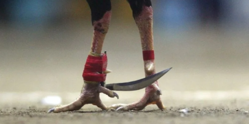 What is a spur? Discover the secret of the natural weapon of fighting cocks