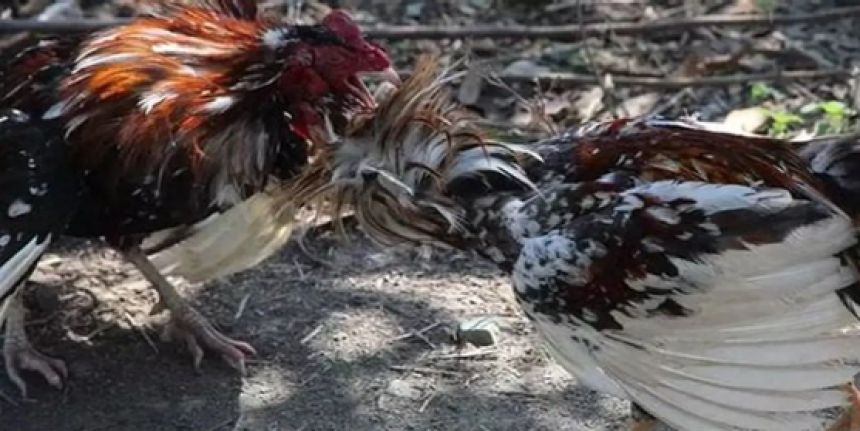 Luật Chơi Đá Gà Miền Tây - Tiết Kiệm Thời Gian Xem Ngay!