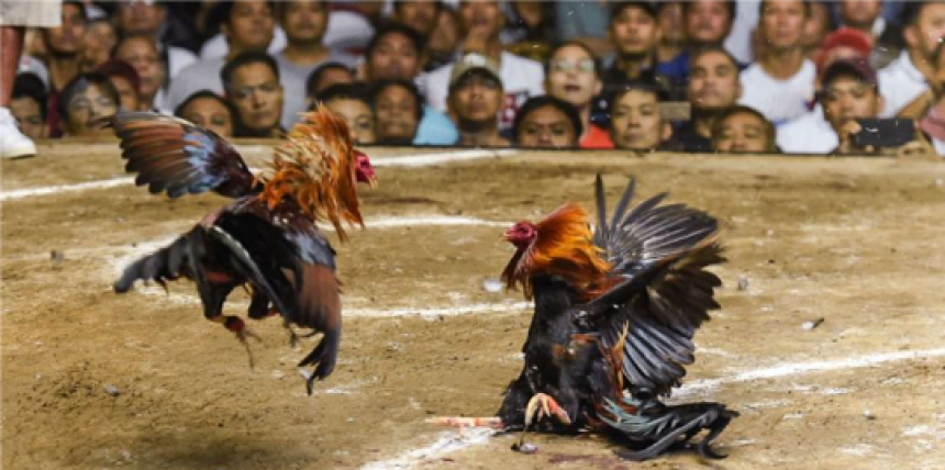How To Calculate Cockfighting Odds Step By Step: Easy Guide