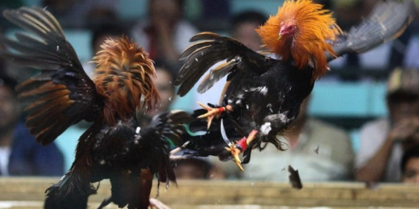 Đá Gà Cựa Tròn – Môn Cá Cược Đậm Chất Truyền Thống Và Hấp Dẫn